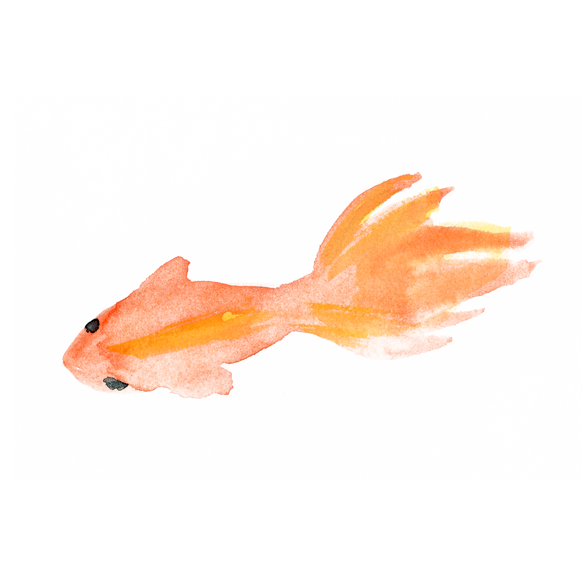 金魚 Sui Sai 水彩画イラストフリー素材集