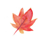 かわいい紅葉