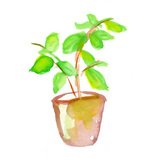 ピュアな観葉植物[48]